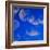 Moon Jellyfish-Richard T. Nowitz-Framed Photographic Print