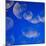 Moon Jellyfish-Richard T. Nowitz-Mounted Photographic Print