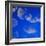 Moon Jellyfish-Richard T. Nowitz-Framed Photographic Print