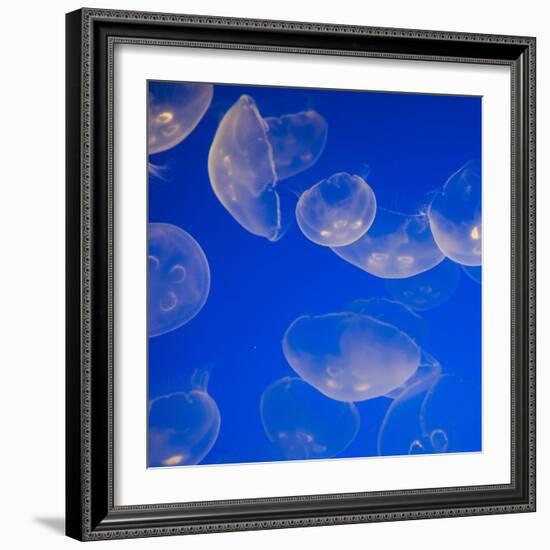 Moon Jellyfish-Richard T. Nowitz-Framed Photographic Print