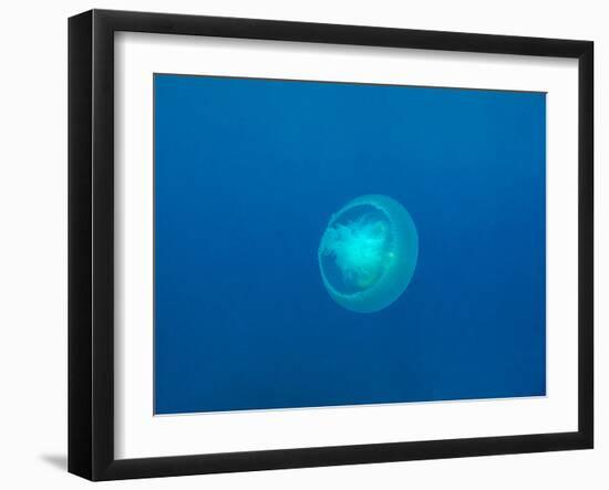 Moon Jellyfish-tonguy324-Framed Photographic Print