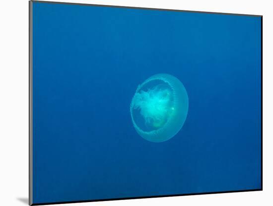 Moon Jellyfish-tonguy324-Mounted Photographic Print