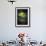 Moon Moth-Jimmy Hoffman-Framed Giclee Print displayed on a wall