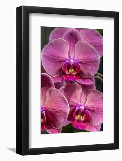 Moon Orchid-Jim Engelbrecht-Framed Photographic Print