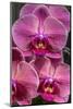 Moon Orchid-Jim Engelbrecht-Mounted Photographic Print