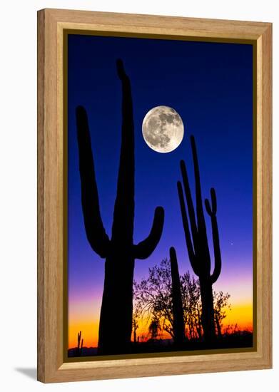 Moon over Saguaro Cactus (Carnegiea Gigantea), Tucson, Pima County, Arizona, USA-null-Framed Stretched Canvas