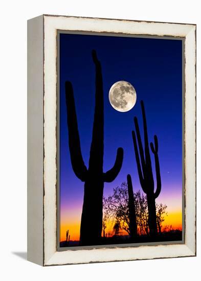 Moon over Saguaro Cactus (Carnegiea Gigantea), Tucson, Pima County, Arizona, USA-null-Framed Stretched Canvas