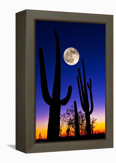 Moon over Saguaro Cactus (Carnegiea Gigantea), Tucson, Pima County, Arizona, USA-null-Framed Stretched Canvas