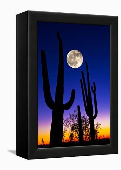 Moon over Saguaro Cactus (Carnegiea Gigantea), Tucson, Pima County, Arizona, USA-null-Framed Stretched Canvas