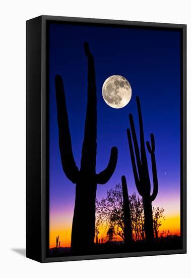 Moon over Saguaro Cactus (Carnegiea Gigantea), Tucson, Pima County, Arizona, USA-null-Framed Stretched Canvas