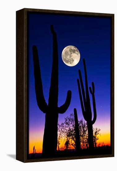 Moon over Saguaro Cactus (Carnegiea Gigantea), Tucson, Pima County, Arizona, USA-null-Framed Stretched Canvas