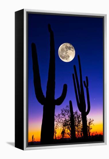 Moon over Saguaro Cactus (Carnegiea Gigantea), Tucson, Pima County, Arizona, USA-null-Framed Stretched Canvas