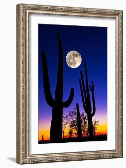 Moon over Saguaro Cactus (Carnegiea Gigantea), Tucson, Pima County, Arizona, USA--Framed Photographic Print