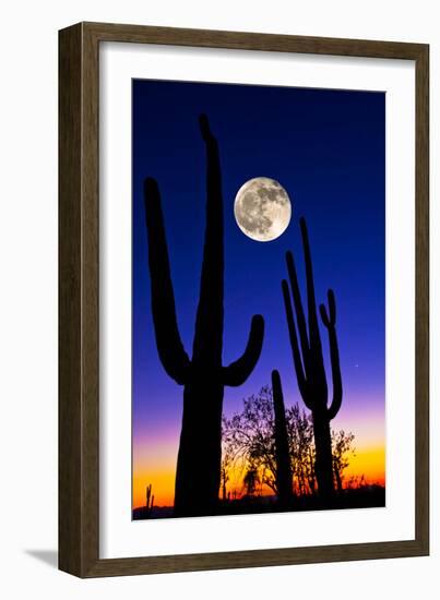 Moon over Saguaro Cactus (Carnegiea Gigantea), Tucson, Pima County, Arizona, USA--Framed Photographic Print