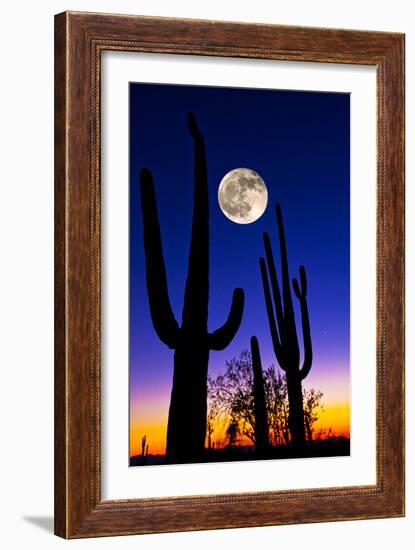 Moon over Saguaro Cactus (Carnegiea Gigantea), Tucson, Pima County, Arizona, USA-null-Framed Photographic Print