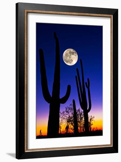 Moon over Saguaro Cactus (Carnegiea Gigantea), Tucson, Pima County, Arizona, USA-null-Framed Photographic Print