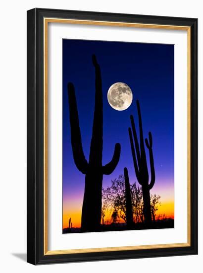 Moon over Saguaro Cactus (Carnegiea Gigantea), Tucson, Pima County, Arizona, USA-null-Framed Photographic Print