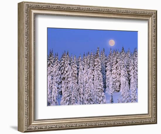 Moon Over Snow-Covered Trees-Cindy Kassab-Framed Photographic Print