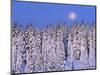 Moon Over Snow-Covered Trees-Cindy Kassab-Mounted Photographic Print