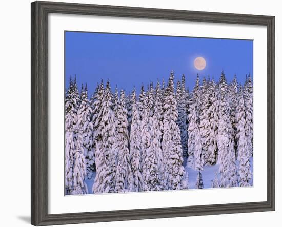 Moon Over Snow-Covered Trees-Cindy Kassab-Framed Photographic Print