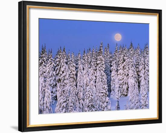 Moon Over Snow-Covered Trees-Cindy Kassab-Framed Photographic Print