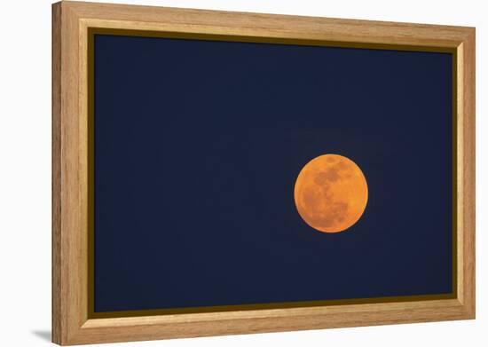 Moon Rise of the Super Moon, Savannah, Georgia, USA-Joanne Wells-Framed Premier Image Canvas