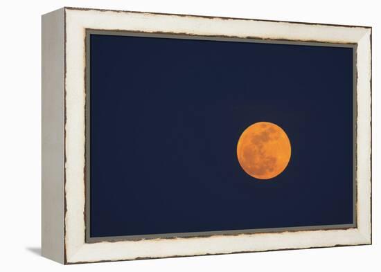 Moon Rise of the Super Moon, Savannah, Georgia, USA-Joanne Wells-Framed Premier Image Canvas