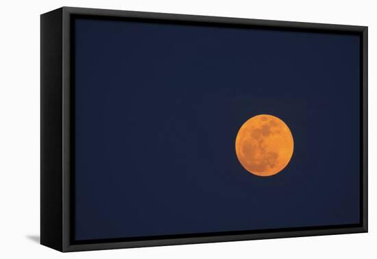 Moon Rise of the Super Moon, Savannah, Georgia, USA-Joanne Wells-Framed Premier Image Canvas