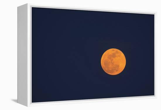 Moon Rise of the Super Moon, Savannah, Georgia, USA-Joanne Wells-Framed Premier Image Canvas