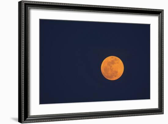 Moon Rise of the Super Moon, Savannah, Georgia, USA-Joanne Wells-Framed Photographic Print