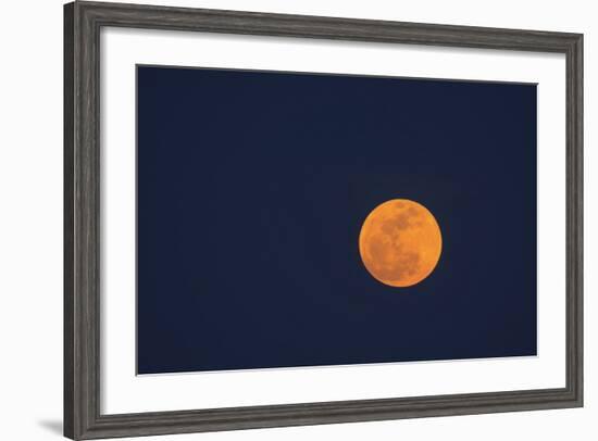 Moon Rise of the Super Moon, Savannah, Georgia, USA-Joanne Wells-Framed Photographic Print