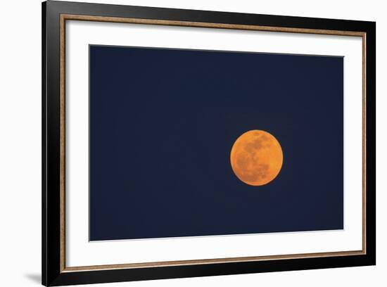 Moon Rise of the Super Moon, Savannah, Georgia, USA-Joanne Wells-Framed Photographic Print