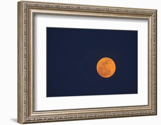 Moon Rise of the Super Moon, Savannah, Georgia, USA-Joanne Wells-Framed Photographic Print