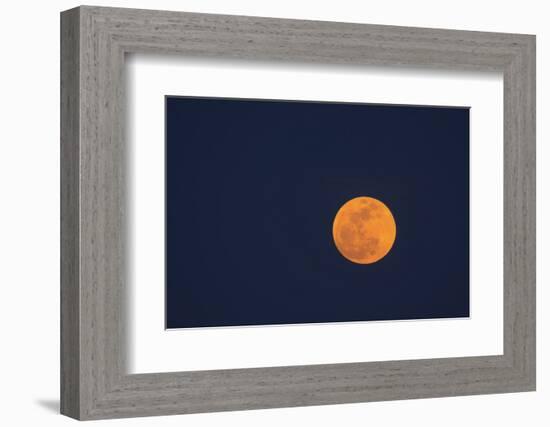 Moon Rise of the Super Moon, Savannah, Georgia, USA-Joanne Wells-Framed Photographic Print