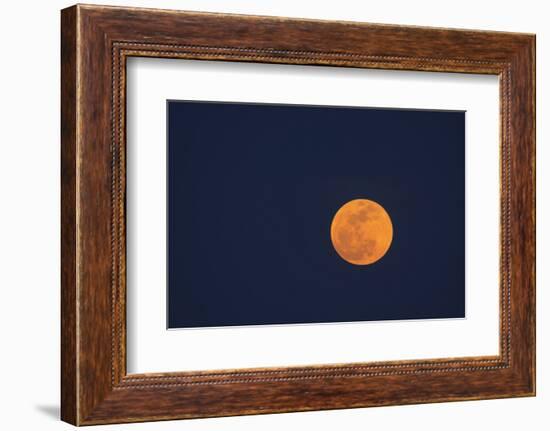 Moon Rise of the Super Moon, Savannah, Georgia, USA-Joanne Wells-Framed Photographic Print