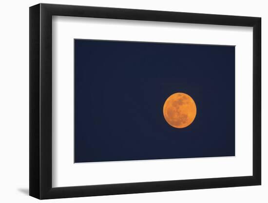 Moon Rise of the Super Moon, Savannah, Georgia, USA-Joanne Wells-Framed Photographic Print