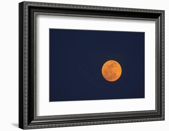 Moon Rise of the Super Moon, Savannah, Georgia, USA-Joanne Wells-Framed Photographic Print