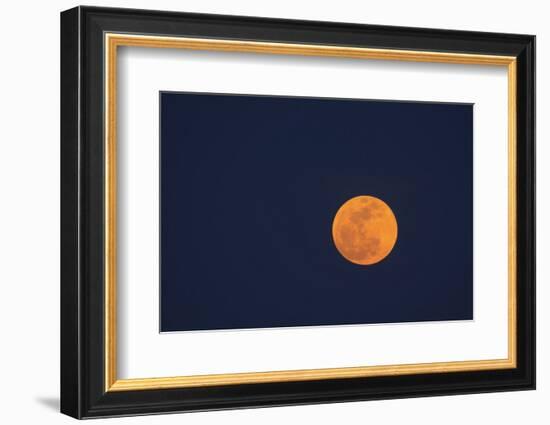 Moon Rise of the Super Moon, Savannah, Georgia, USA-Joanne Wells-Framed Photographic Print