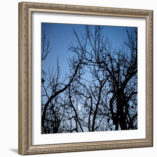 Moon Rise-Nicole Katano-Framed Photo