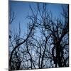 Moon Rise-Nicole Katano-Mounted Photo