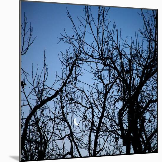 Moon Rise-Nicole Katano-Mounted Photo