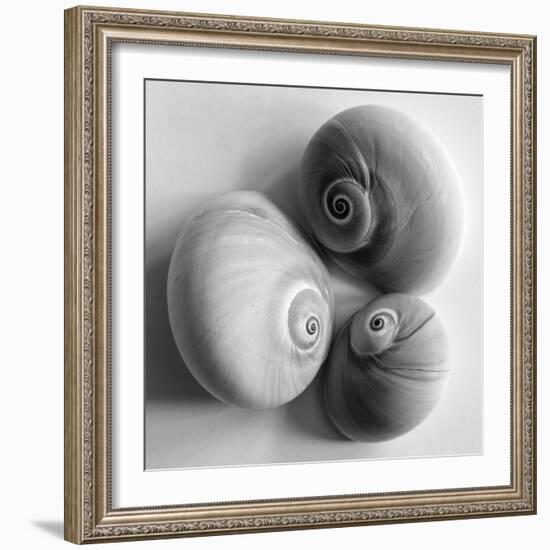 Moon Sea Shell-John Harper-Framed Giclee Print