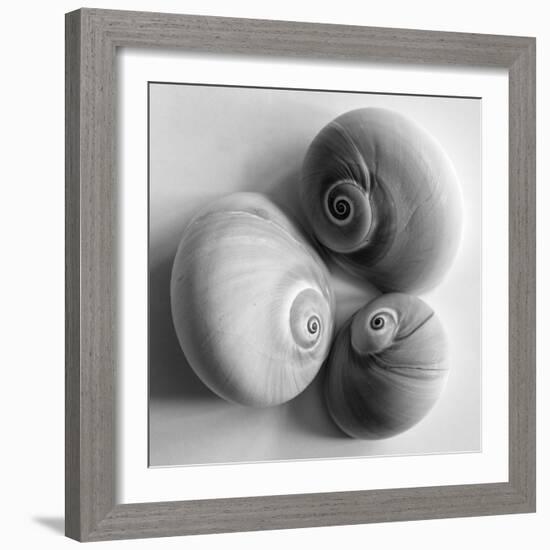 Moon Sea Shell-John Harper-Framed Giclee Print