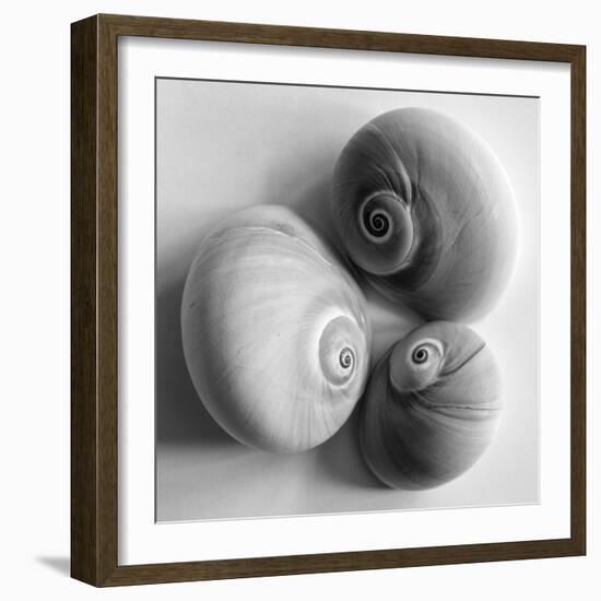 Moon Sea Shell-John Harper-Framed Giclee Print
