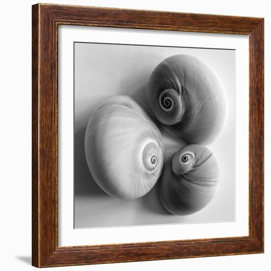 Moon Sea Shell-John Harper-Framed Giclee Print