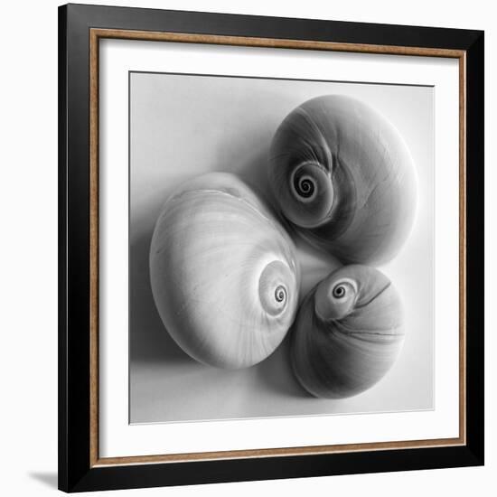 Moon Sea Shell-John Harper-Framed Giclee Print