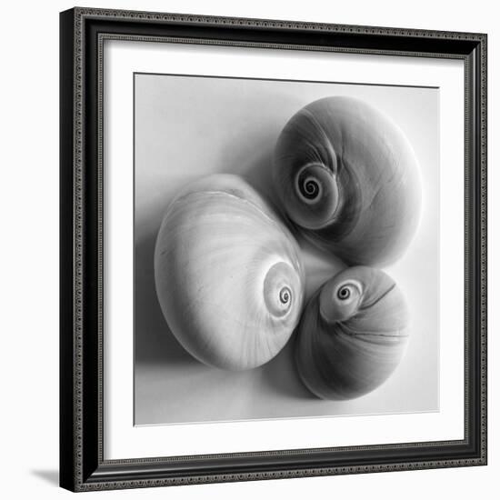 Moon Sea Shell-John Harper-Framed Giclee Print