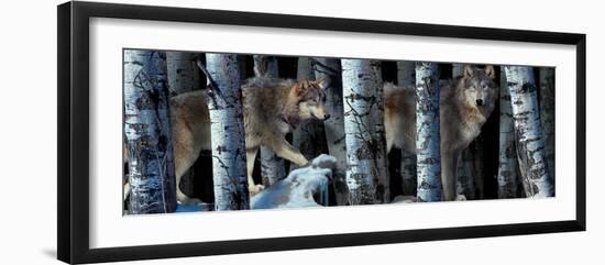 Moon Shadows 2-Gordon Semmens-Framed Photographic Print