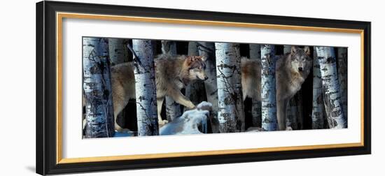 Moon Shadows 2-Gordon Semmens-Framed Photographic Print