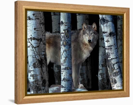 Moon Shadows-Gordon Semmens-Framed Premier Image Canvas